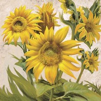 Framed 'Sunflower Surprise 1' border=