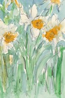 Framed Daffodils Stems II
