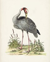 Framed Antique Heron & Cranes I