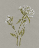 Framed 'White Field Flowers III' border=