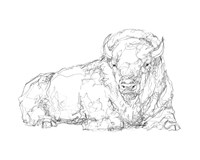 Framed Bison Contour Sketch I