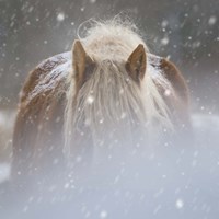 Framed Collection of Horses V