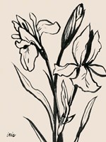 Framed Iris Sketch IV