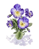 Framed Viola Pansies I