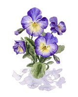 Framed 'Viola Pansies I' border=