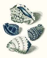 Framed Celadon Shells I