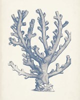 Framed Antique Coral Collection VI