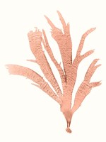 Framed Vivid Coral Seaweed IV