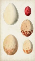 Framed Antique Bird Eggs III