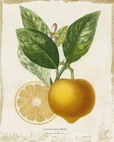 Framed French Lemon III