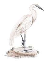 Framed White Heron IV