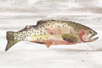 Framed Spotted Trout II