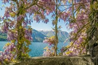 Framed Wisteria and Mountains - Lago di Como