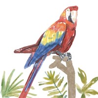 Framed Tropical Parrot