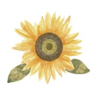Framed Single Sunflower II