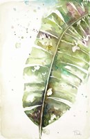 Framed Watercolor Plantain Leaves II