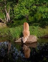 Framed Cougar Drinking