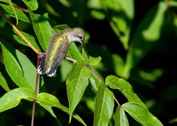 Framed Hummingbird