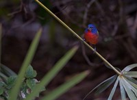 Framed Painted Bunting Male