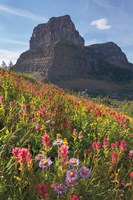 Framed Boulder Pass Wildflowers