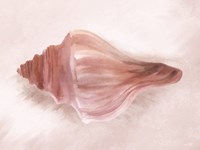 Framed Conch Shell Blush I