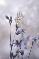 Framed Blue & White Flowers II