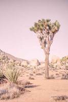 Framed Joshua Tree III Blush