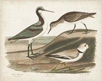 Framed Waterbird Trio III