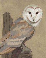 Framed Common Barn Owl Portrait I