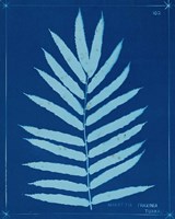 Framed 'Cyanotype Ferns III' border=