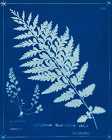 Framed Cyanotype Ferns IV