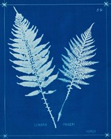 Framed 'Cyanotype Ferns VI' border=