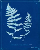 Framed 'Cyanotype Ferns VIII' border=