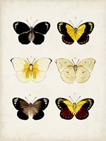 Framed Vintage Butterflies I