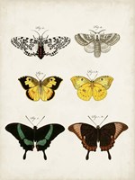 Framed Vintage Butterflies VI