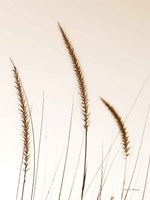 Framed Field Grasses IV Sepia