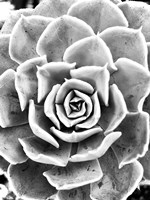 Framed Peace Love & Succulent black and white