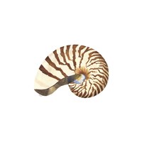 Framed 'Oceanum Shells White III-Nautilus' border=