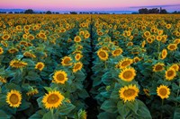 Framed Dawn Sunflowers