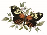 Framed Botanical Butterfly Heliconius