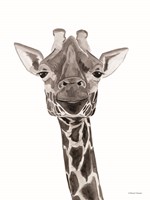 Framed Safari Giraffe Peek-a-boo
