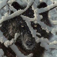 Framed Winter Black Wolf