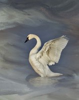 Framed Tundra Swan