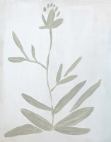 Framed Flower on White