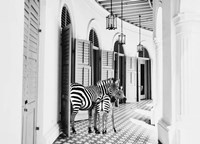 Framed Zebra Hotel