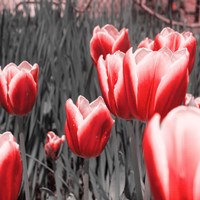 Framed 'Red Tulips I' border=