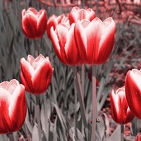 Framed Red Tulips II