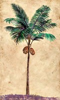 Framed Coconut Tribal Palm II