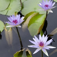 Framed Water Lily Flowers IV