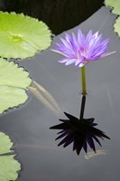 Framed Water Lily Flowers VI